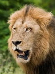King!
