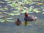 Little Grebe and juvenile