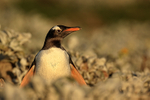 Gentoo Penguin, early morning light, Sea Lion Island, Falklands