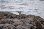 Otter