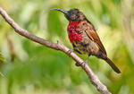 Scarlet Chested Sunbird