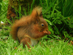 Red Squirrel in the garden
