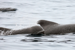 Pilot Whale surfaces showing mouth, Pacific Ocean, Chile