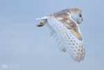 Barn Owl in flight