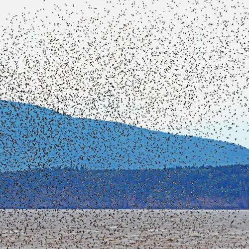 This is what tens of thousands of Semipalmated Sandpipers look like when fleeing from a Peregrine Falcon attack. Mor…