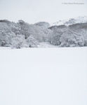 Wood & Snow I