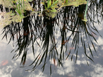 Reflected Reeds