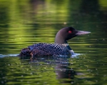 Loon on the Lake 3