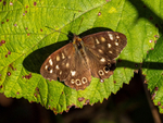 Speckled Wood