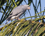 Lizard Buzzard