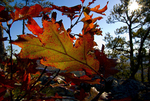 Leaf in the Autumn Sun