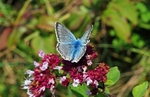 Chalkhill Blue