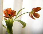 Red tulips