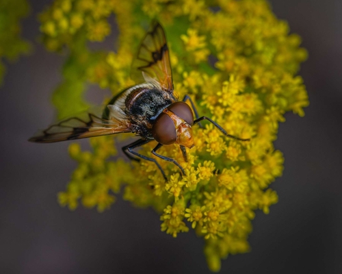 I don't photograph many flies, but this Pellucid Hover Fly (Volucella pellucens) visited our garden in August. I thin…