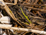 Marsh Frog