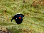Black Grouse