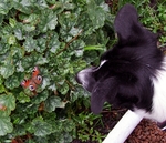 Curiosity