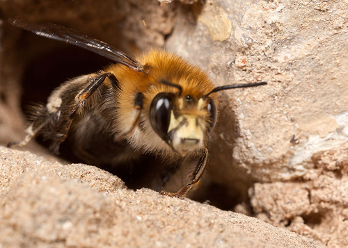 Male Hairy-footed Flower Bee ([i]Anthophora plumipes[/i]), emerging from a nest burrow in an old stone wall.