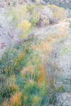 FALL MEADOW #2 - ZION NP