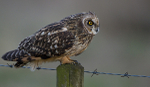 SHORT EARED OWL / REF SEO 24