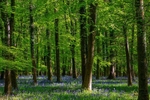 Bluebells at Speculation