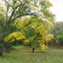 October 2019 - Arnold Arboretum  - Title: Enchanted Garden (detail)