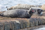 Harbour Seals, Sandwick Pier