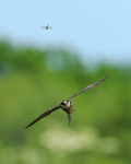 Hobby homes in on a dragonfly at Otmoor RSPB