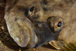 Pleuronectes platessa