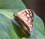 Meadow Brown