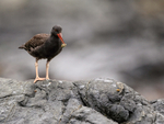 Blackish Oystercatcher (juvenile) carrying food, Chile