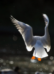 Black headed Gull_ AGTO109