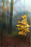 Forest Blur