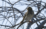 Pipit farlouse