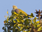 African Green Pigeon