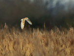 Barn Owl portfolio