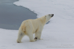 Curious Bear