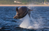 CHANORY DOLPHIN 2026 40