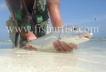 Bonefish Photo - Caught Bonefish.