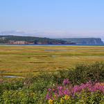 Bay of Fundy Salt Marsh