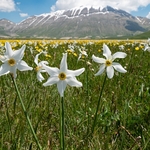 Wild Tulips (Tulipa sylvestris ssp australis) growing with Poet's Narcissus (Narcissus poeticus