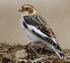 Snow Bunting