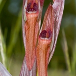 Ploughshare orchid (Serapias vomeracea)
