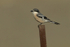 Iberian Grey Shrike