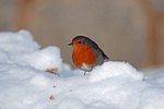 Robin