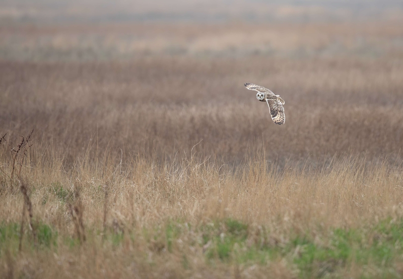 Short Eared Owl