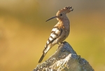 Hoopoe
