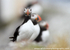 SBA014: Puffins on a wall