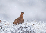 Red Grouse - Lagopus lagopus