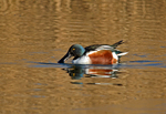 Shoveler